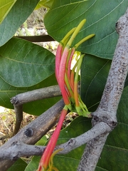 Dendrophthoe falcata