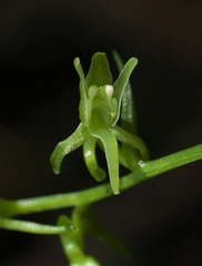 Platanthera ophrydioides