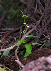 Platanthera ophrydioides