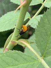 Arge pagana stephensii