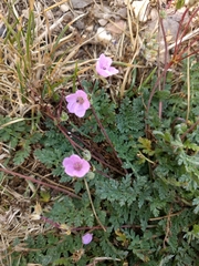 Erodium acaule
