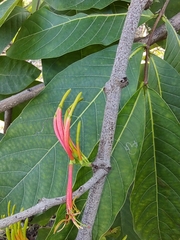 Dendrophthoe falcata
