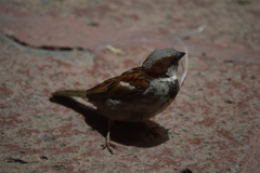 Passer domesticus