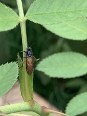 Arge pagana stephensii