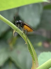 Arge pagana stephensii