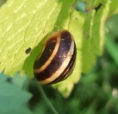 Caucasotachea vindobonensis