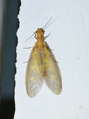 Protohermes costalis