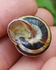 Caucasotachea vindobonensis