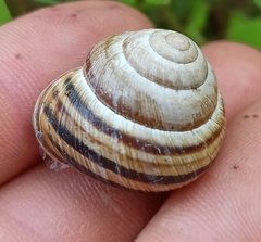 Caucasotachea vindobonensis