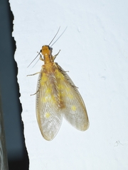 Protohermes costalis