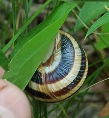 Caucasotachea vindobonensis