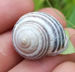 Caucasotachea vindobonensis