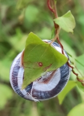 Caucasotachea vindobonensis