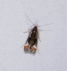 Dichomeris ochripalpella