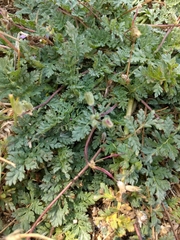 Erodium acaule