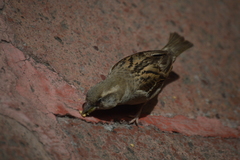 Passer domesticus