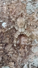 Heteropodinae