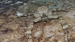 Heteropodinae