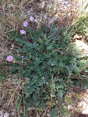 Erodium acaule