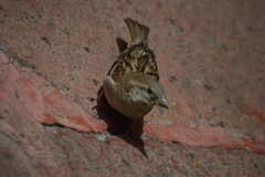 Passer domesticus