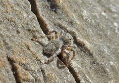 Plexippoides