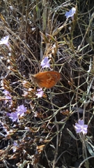 Coenonympha corinna