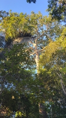 Bertholletia excelsa