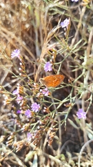 Coenonympha corinna