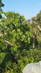 Bertholletia excelsa