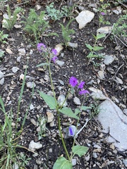 Mirabilis melanotricha