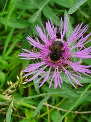 Centaurea