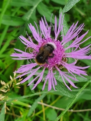 Centaurea