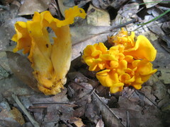 Craterellus odoratus