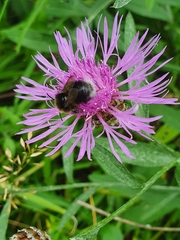 Centaurea