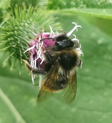 Bombus rupestris