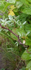 Salix lapponum