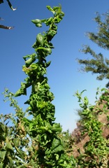 Brachycaudus amygdalinus