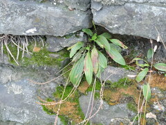 Plantago depressa