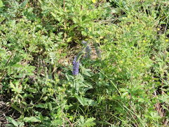Veronica porphyriana
