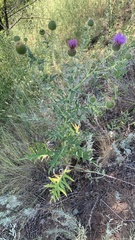 Cirsium serrulatum