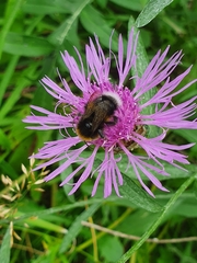Bombus