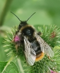 Bombus rupestris