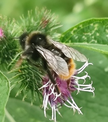 Bombus rupestris