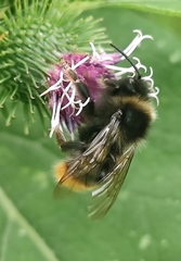 Bombus rupestris