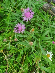 Bombus