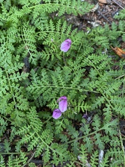 Pedicularis axillaris