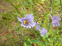 Dasypoda