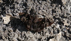 Ebrietas anacreon