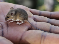 Mus minutoides