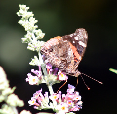 Vanessa atalanta